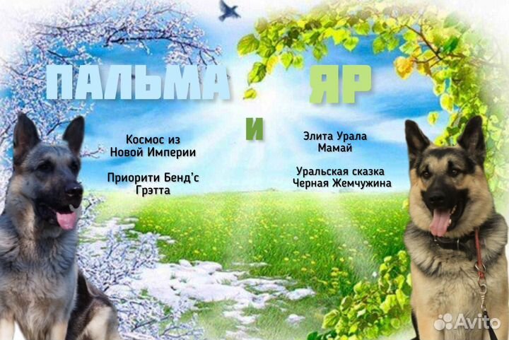 Восточно европейская овчарка щенки