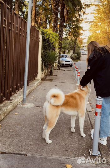 Выгул собак