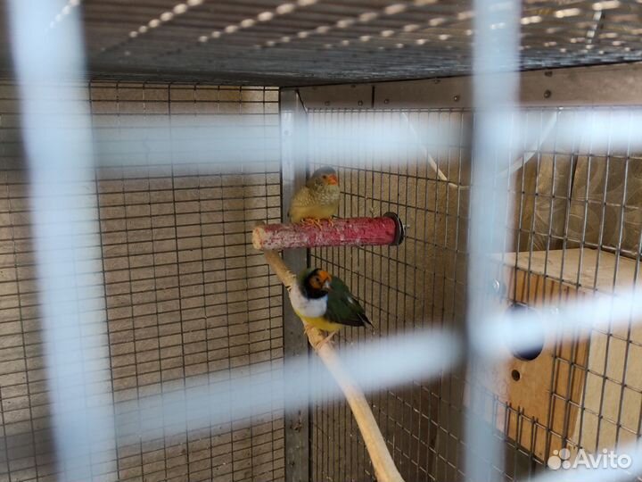 Амадины гульда