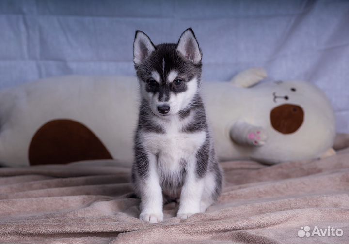 Щенок сибирский хаски из питомника