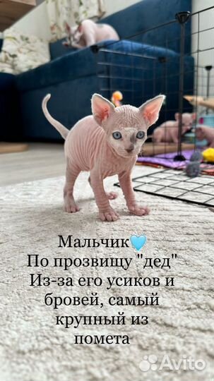 Канадский сфинкс котята