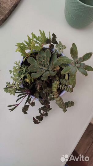 Композиция мини-сад из суккулентов