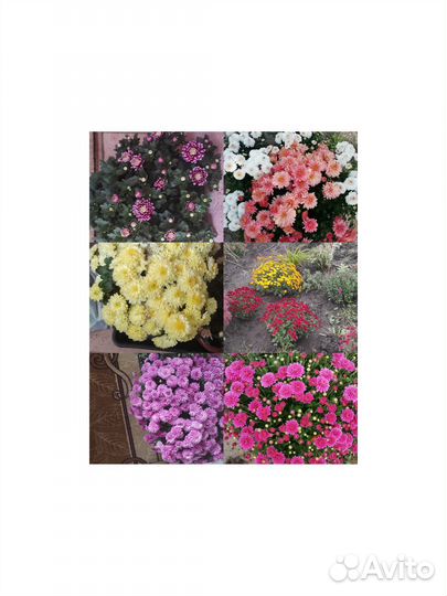 Хризантемы мультифлора