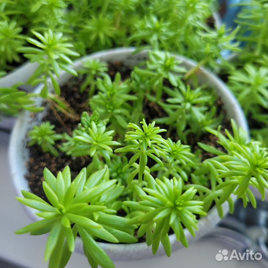 Очиток почвопокровное