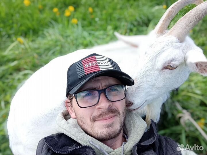 Козий сыр ремесленный, Молоко козье цельное