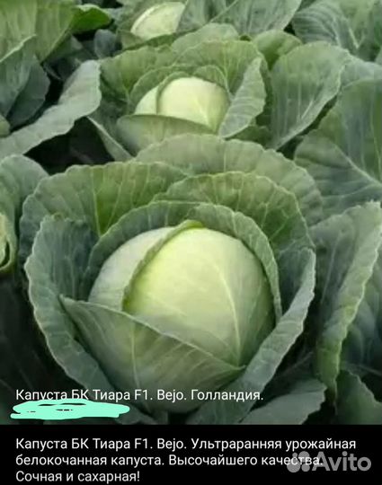 Рассада ранней капусты