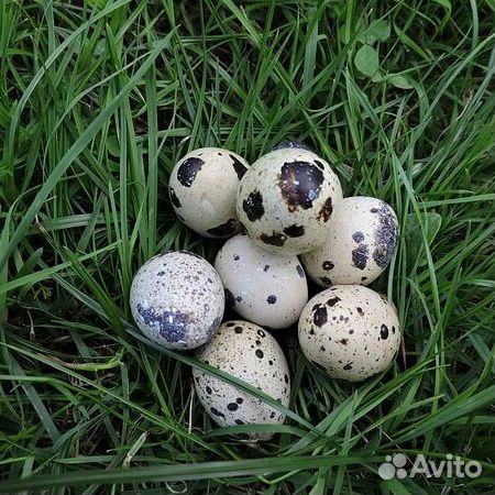 Яйцо перепелиное