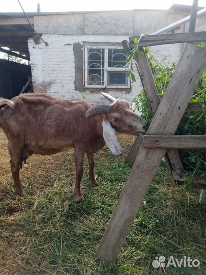 Козы козлята