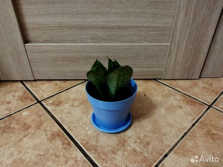 Сансевиерия ханни