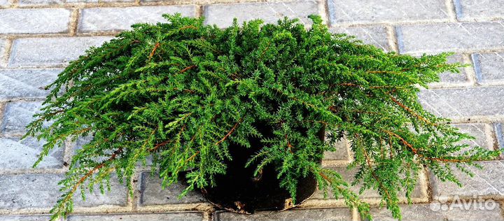 Можжевельник обыкновенный Грин Карпет