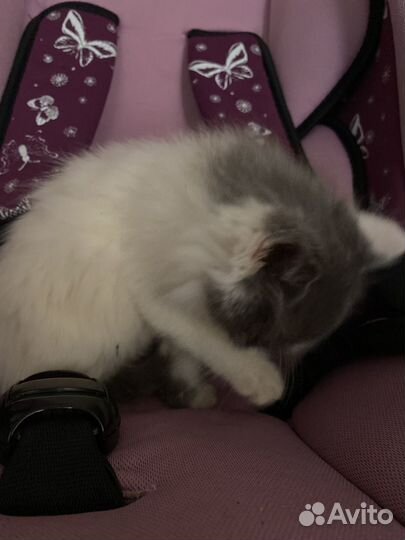 Котенок серо белый