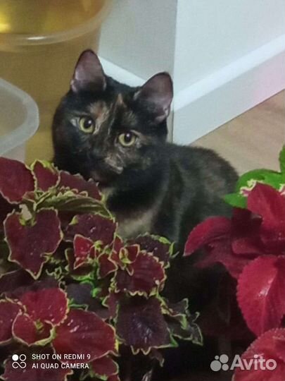 Кошка второй раз предана