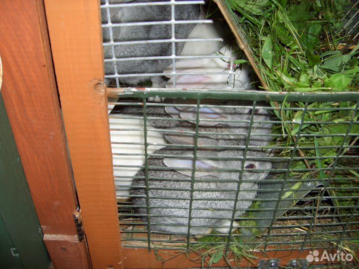 Клетки для кроликов