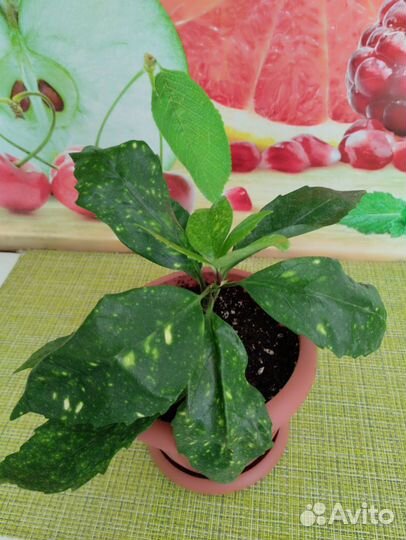 Аукуба японская