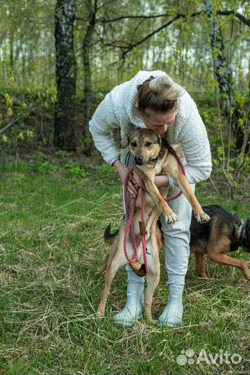 Собака из приюта Пиф грустит в приюте