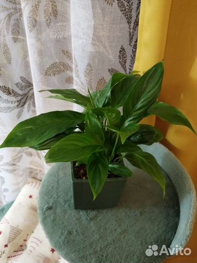 Спатифиллум шопен