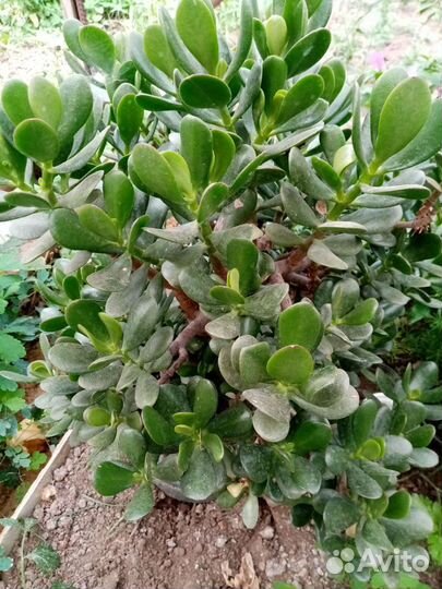 Денежное дерево