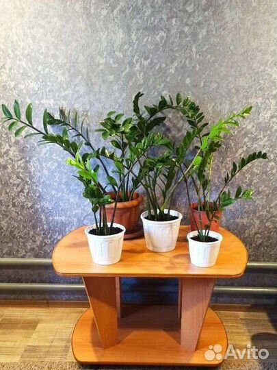 Замиокулькас