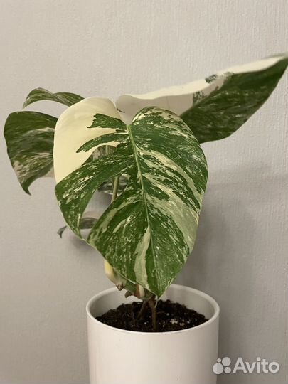 Монстера вариегатная альба
