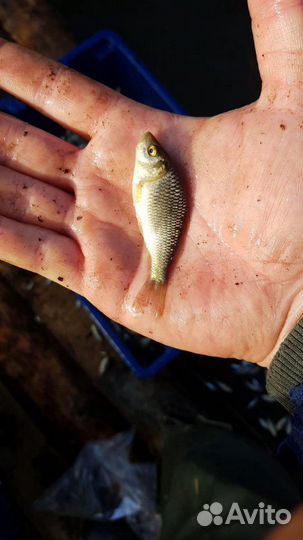 Живец на мурманском шоссе 24 часа