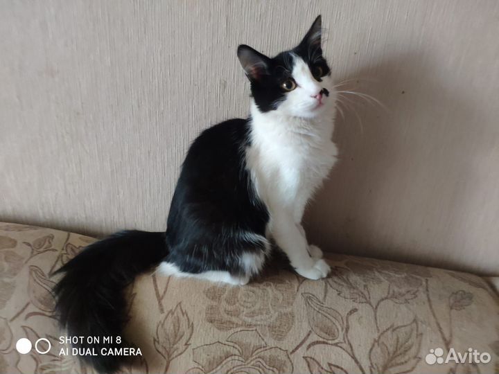 Котик в дар