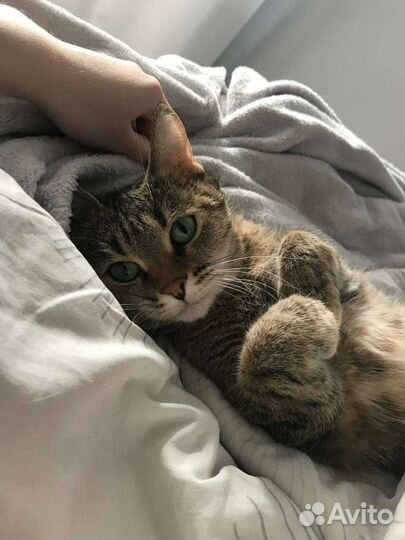 Отдам кошку в добрые руки