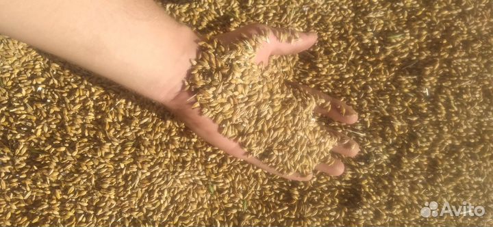 Зерно Ячмень, Овёс