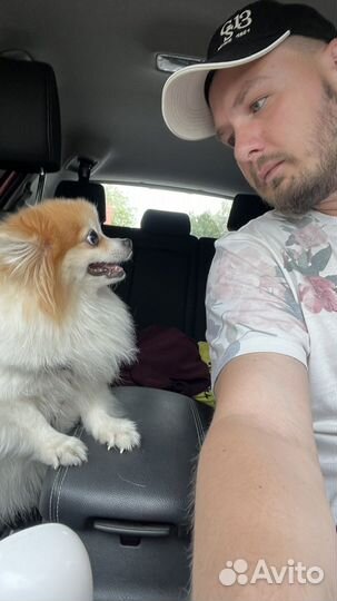 Кастрация и стерилизация кошек и котов