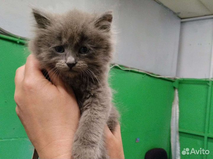 Кошка в дар бесплатно