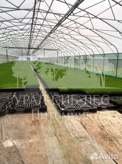 Сеянцы Сосны Горной Мугус с зкс