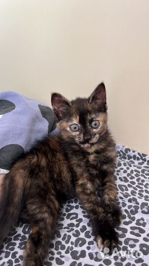 Тишка кошка