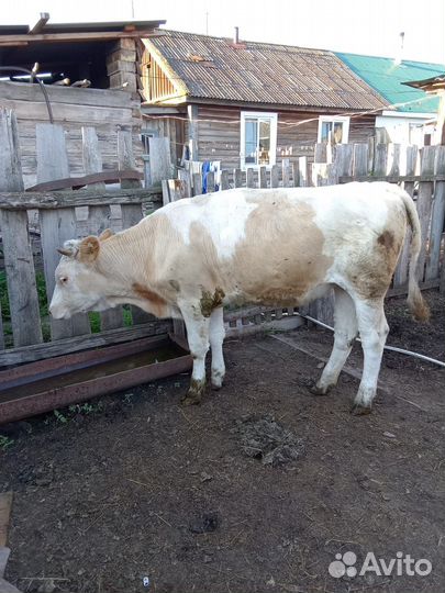 Корова телка