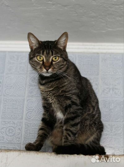 Красотка Николь (из приюта)