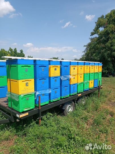 Продам пасеку