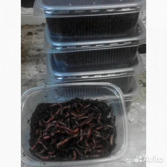 Черви для рыбалки