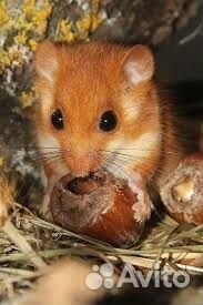 Ратолог специалист по грызунам