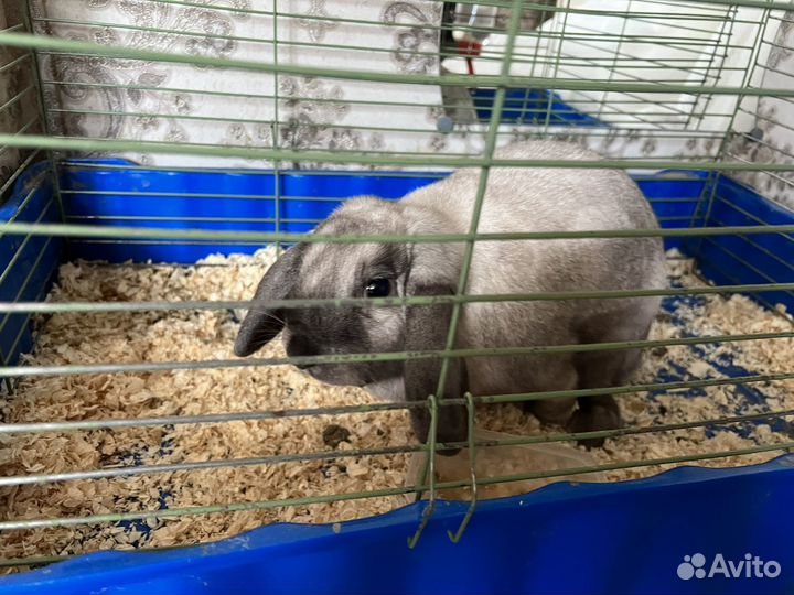 Декоративные кролики вислоухие