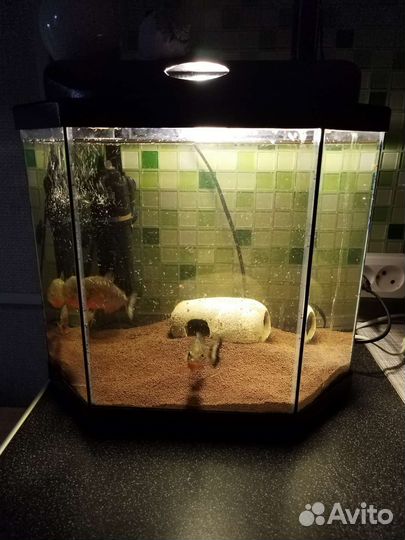 Аквариум