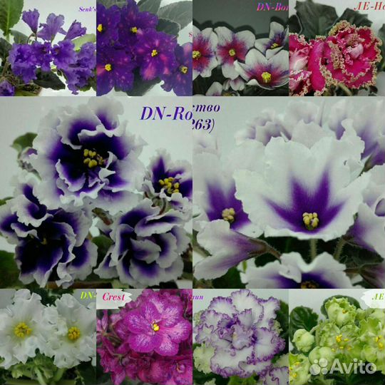 Сортовые фиалки