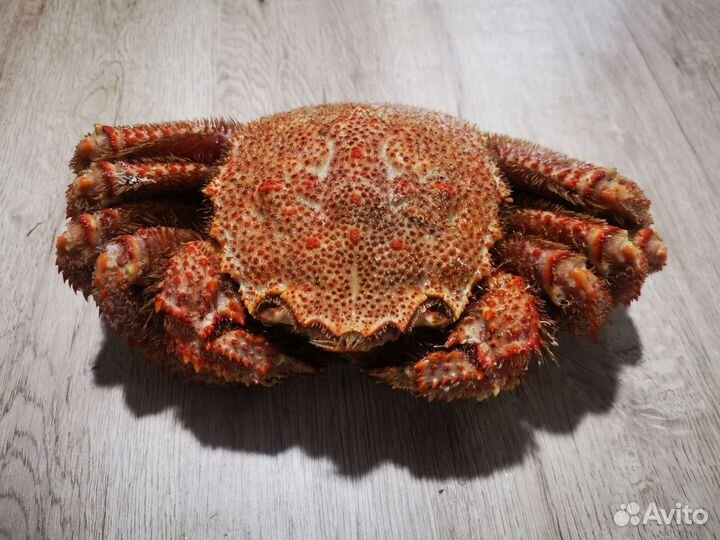 Краб волосатик
