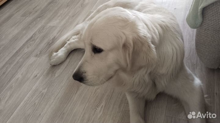 Вязка кобель