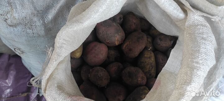 Продам картофель