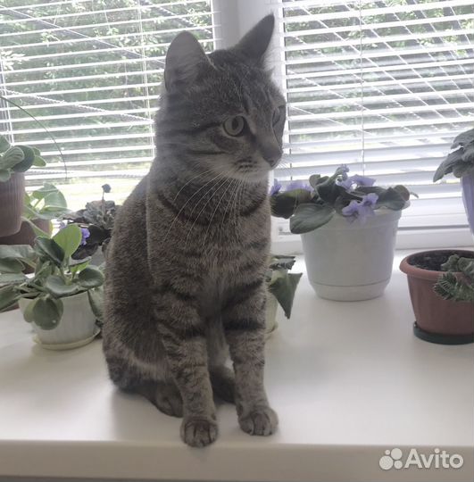 Кошка