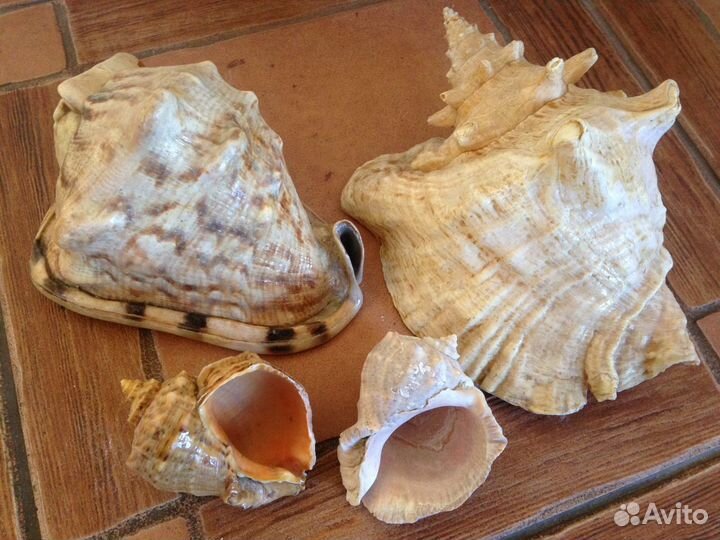 Ракушки большие