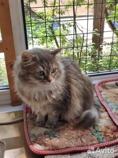 Осталось 2 недели у Сапфиры