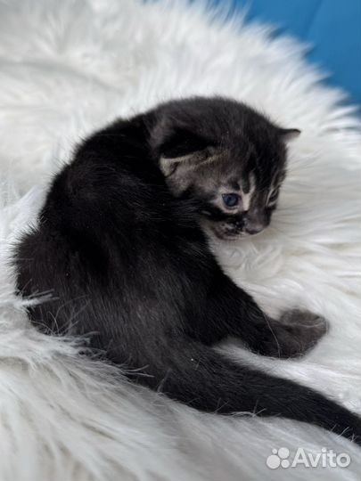 Девочка уголь