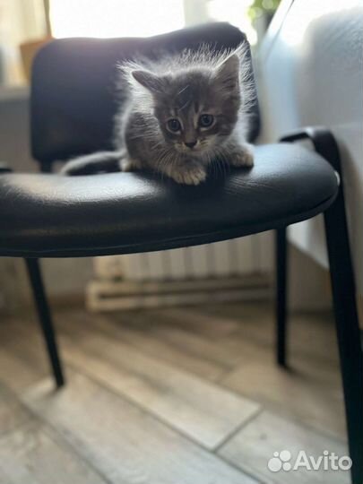 Кошка в дар бесплатно