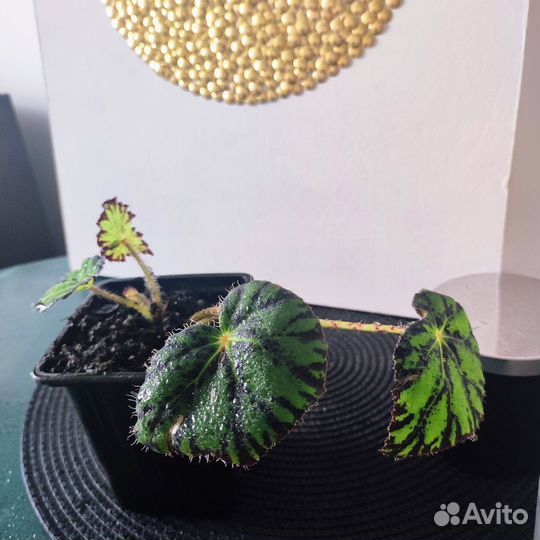 Бегония Бауэра тигровая