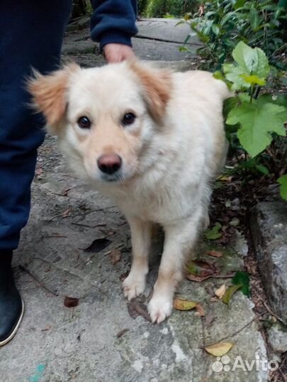 Маленькая собака 10 мес