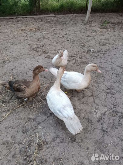 Индоутки, индийский бегунок